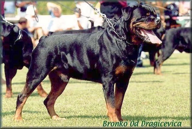 Bronko Od Dragicevica 2.jpg
