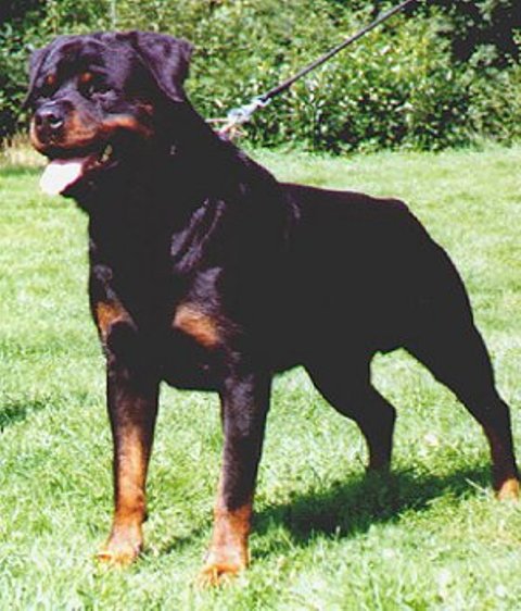 Gil Crni Lotos.jpg