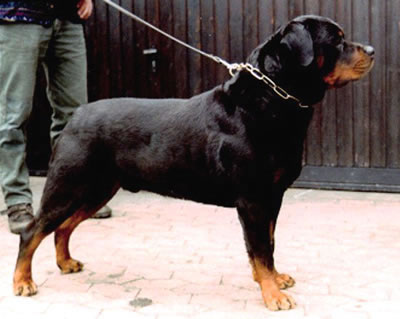 Matcho_v_Burgthann.jpg
