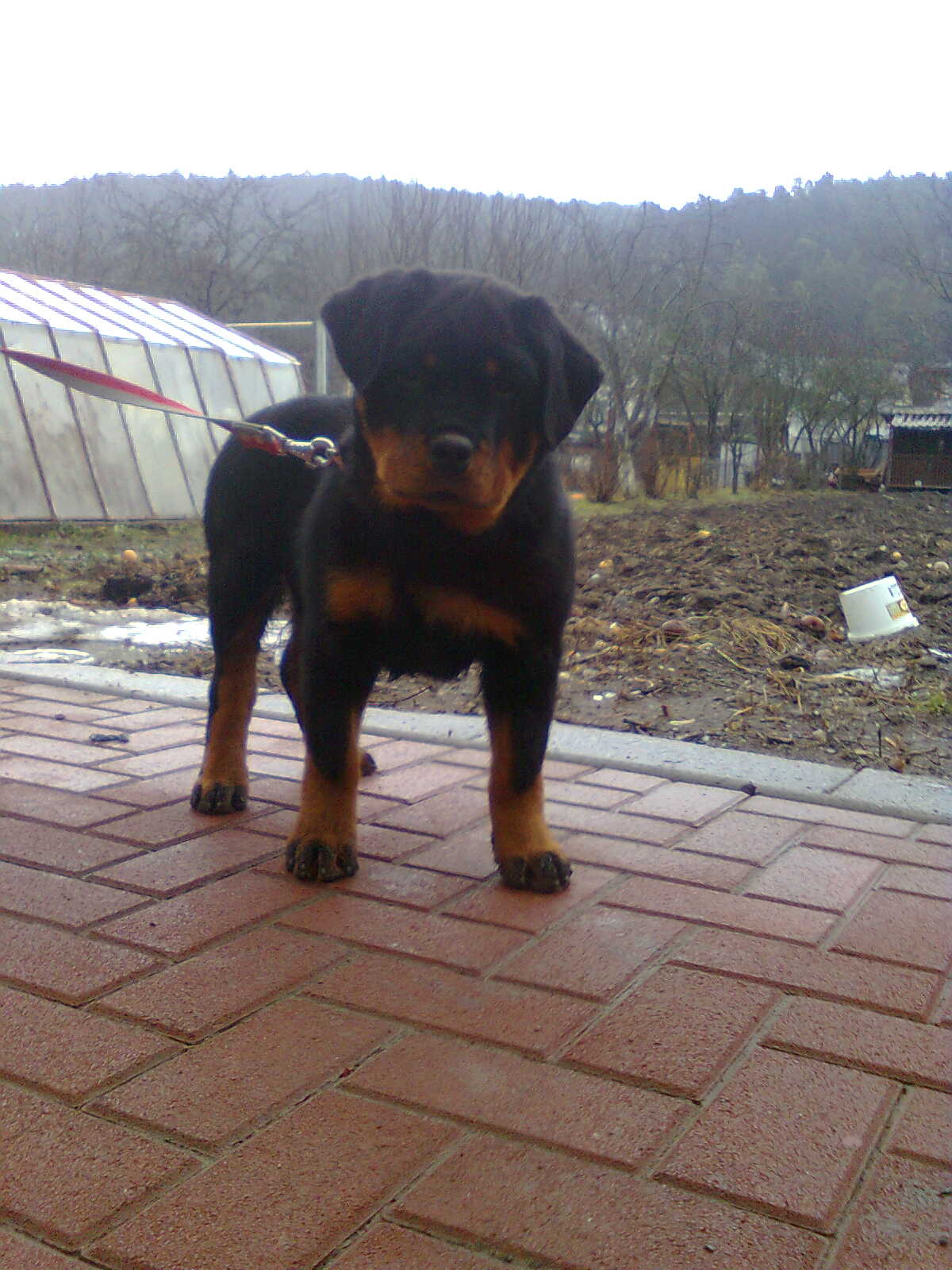 06Xandra Ki-rot 3,5mesiaca.jpg